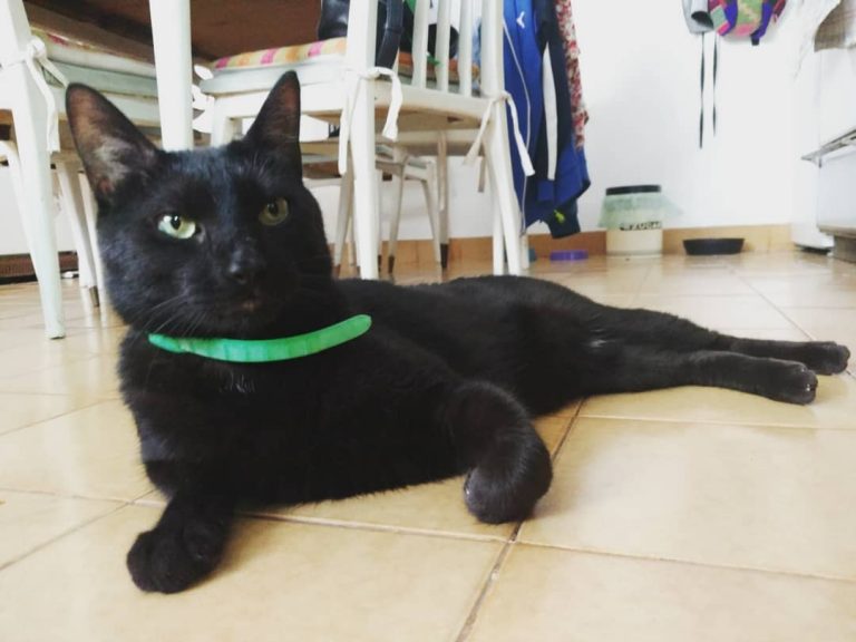 Mi negro Bello les desea buen finde!!!!! A descansar