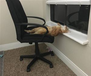 FunnyCatSite