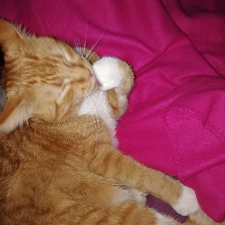 #cat #cats #cute #cutie #cuteness #cutenessoverload #sweet #lovely #love #loveyou #lovecats #katzen #katzenliebe #niedlich #katzensinddiebesten #lovecat #instacat #catmodel #catsofinstagram #catlover #cuties #sleepy #süß #babykatze #catsarelife #catsar
