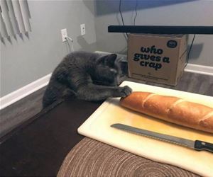 FunnyCatSite