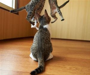 FunnyCatSite