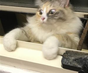 FunnyCatSite