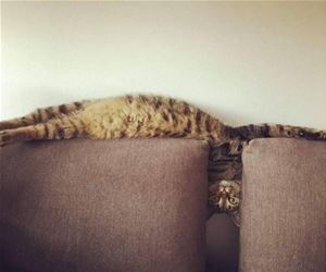 FunnyCatSite