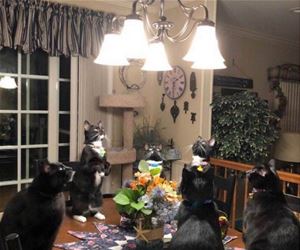 FunnyCatSite