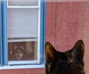 FunnyCatSite
