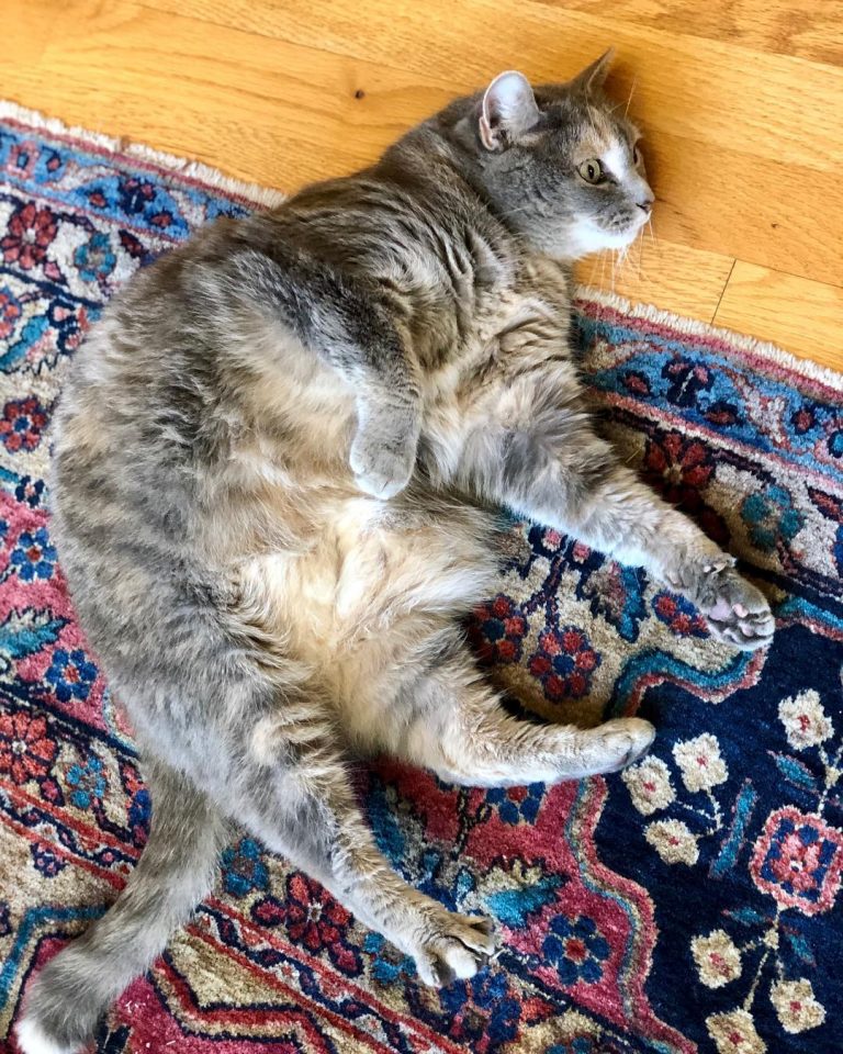 #belleh #catsofinstagram #dilutecalico #petsitter