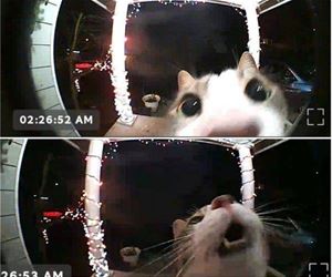 FunnyCatSite