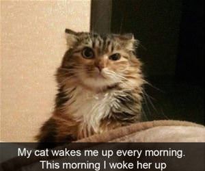FunnyCatSite