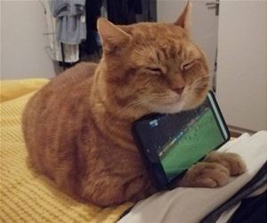 FunnyCatSite