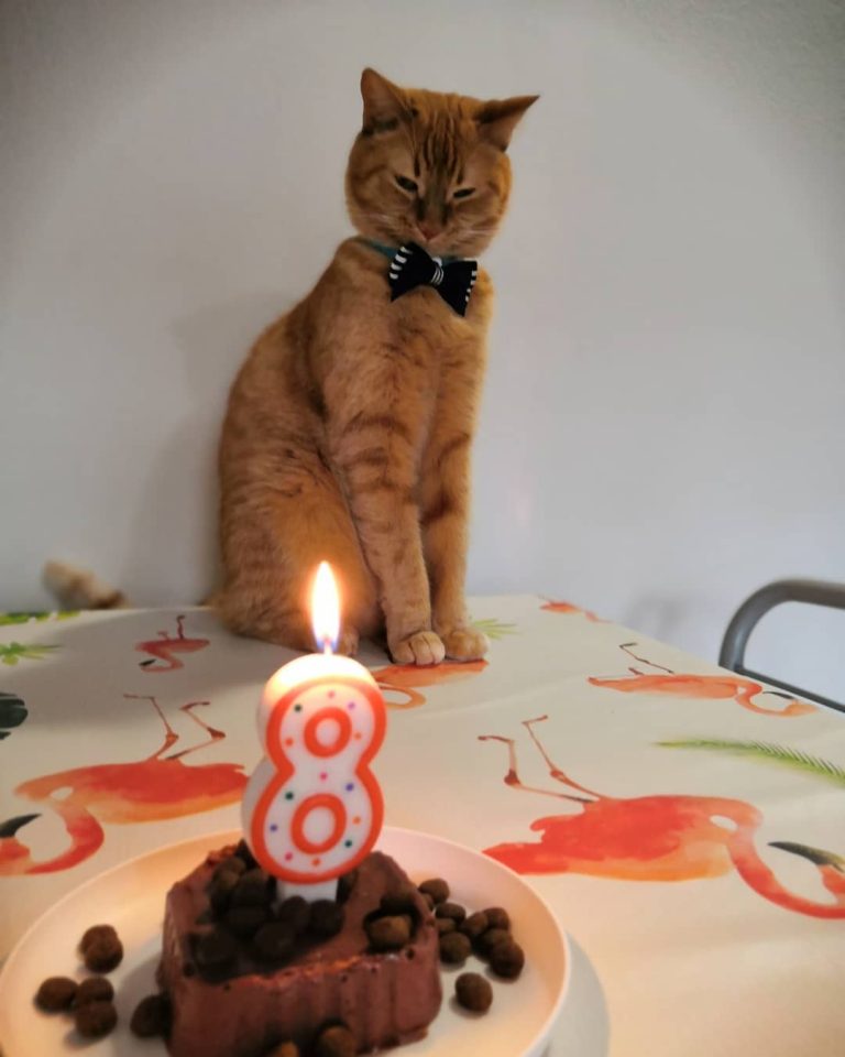 Auguri Cuore!  #cat #catsofinstagram #catslife #catbirthday #cats #catsofinstagram #catlover #catbday #catshow #lovecats #love #heart #8yearsold #moments #animalovers #animalpics #animals