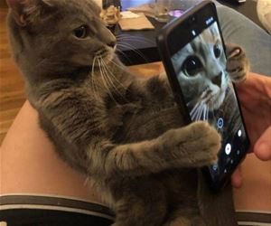 FunnyCatSite