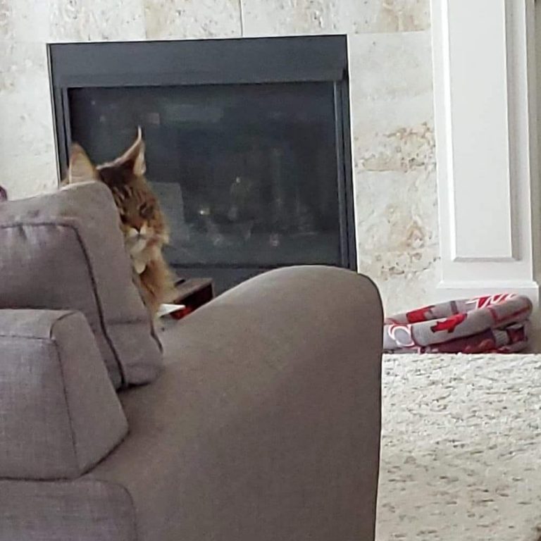 Wait for it, wait...yes, the perfect spot for a morning nap. Morning shenanigans en la casa. Hubby takes just as many pics of the cats, since he texted me these. 
#catsofinstagram #mainecoon #happycaturday #caturday #goodmorning