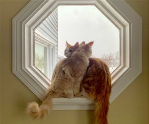 FunnyCatSite