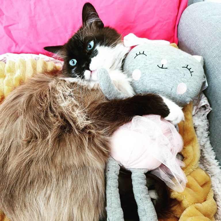 Love you to the moon and back ♡

#mycat #silk #acrocat #love #life #animals #lovecat #cat #catsofinstagram #loveanimals #picoftheday #kitty