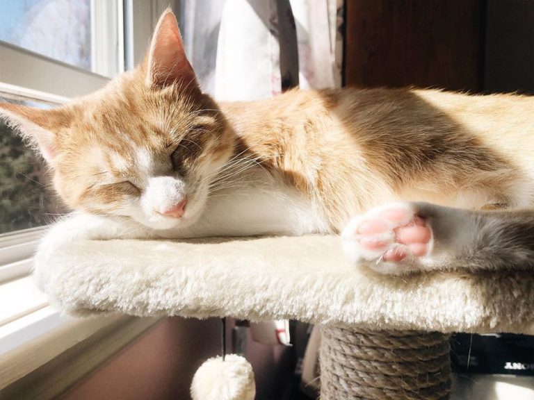 This little toe bean went to market, this little toe bean stayed home, this little toe bean had roast beef... And this little toe bean cried meow meow meow all the way home