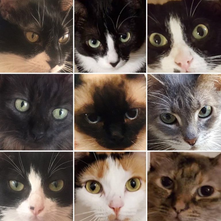 Alguna de las tantas miradas que están bajo nuestro cuidado. Hemos salvado muchas más durante 10 años rescatando, hemos encontrado hogar a unas pocas, hemos despedido ya a algunas cuantas.

En esta situación actual recurrimos a solicitar ayuda externa