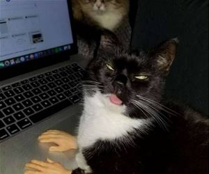 FunnyCatSite