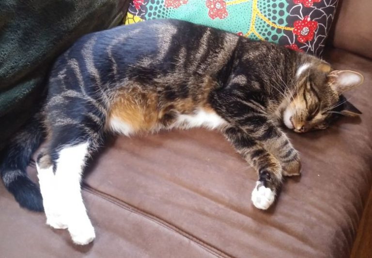 #MeetMyCatChallenge﻿ My name is: Cloud