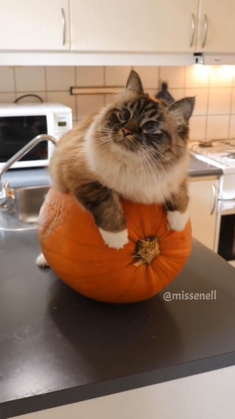 From @missenell: “We can’t wait for Halloween ” #catsofinstagram 

#halloween #c...