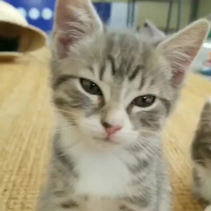 From @nxxbliss.fosters: “Of course I’m awake and ready to play. Are you? ” #cats...