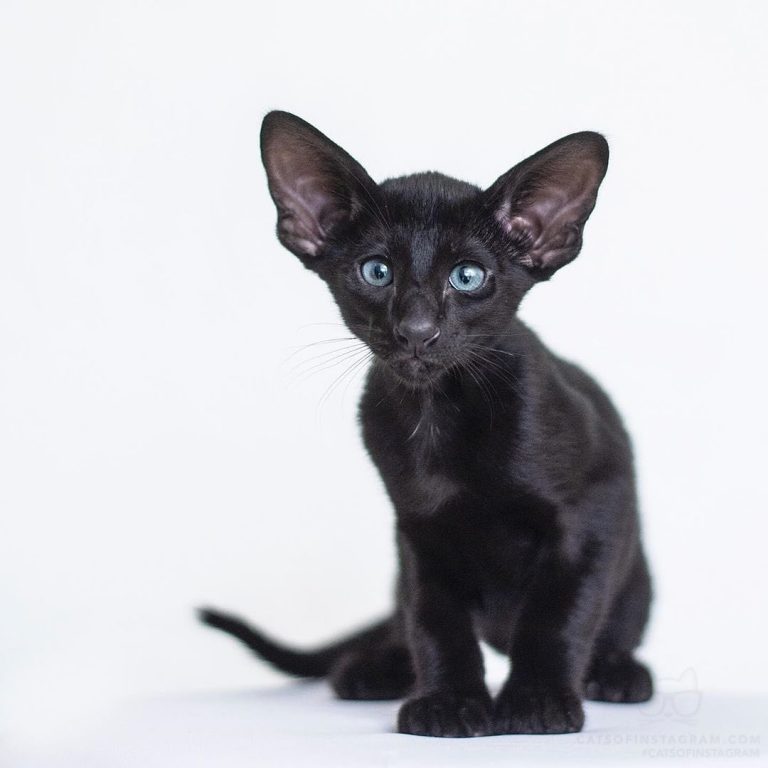 From @crx_doubletrouble: “Oriental shorthair kitten to cheer up your day ” #twit...