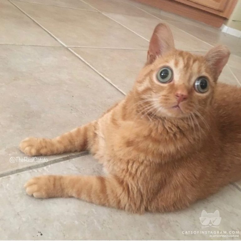 From @TheRealCatato: “My new cat after the Area 51 raid” #catsofinstagram...