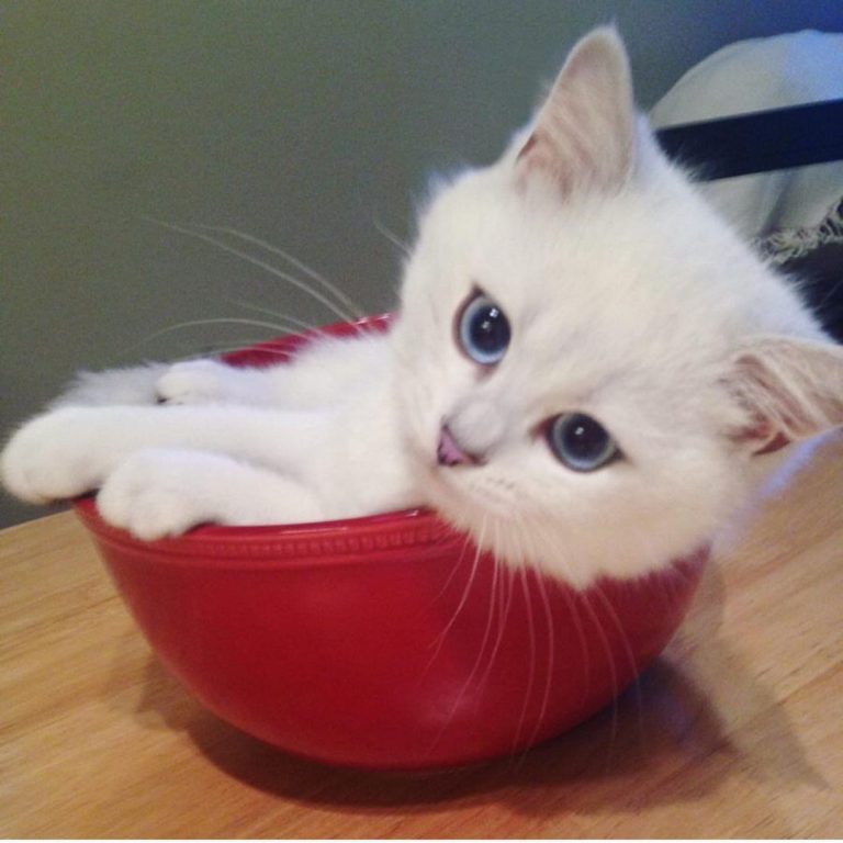 From @cobythecat: “I used to fit in my food bowl. Then I ate too much food. #tbt...