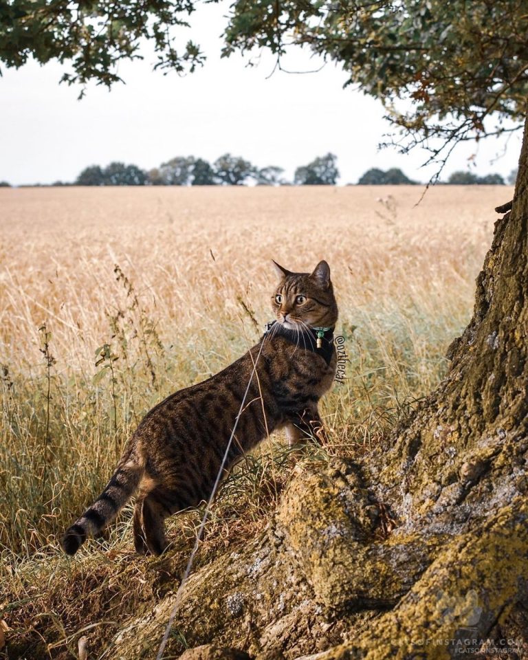 From @ozthecat: “Just a mini leopard exploring the English countryside.” #catsof...