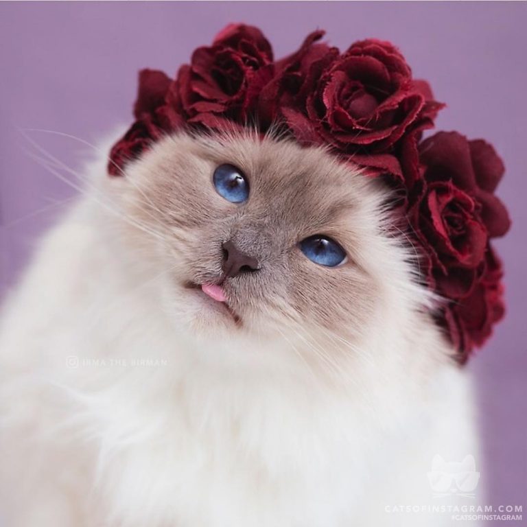 From @irmathebirman: “All this talk of Valentine’s Day is making me quite dizzy ...