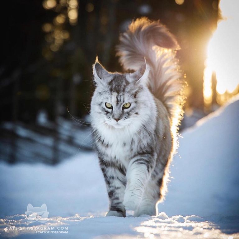 From @mainecoonqueens: “Ready to take over the world!” #catsofinstagram...
