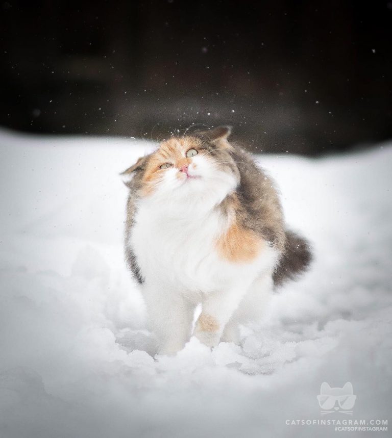 From @mausi.meow: “Shake it off!” #catsofinstagram...