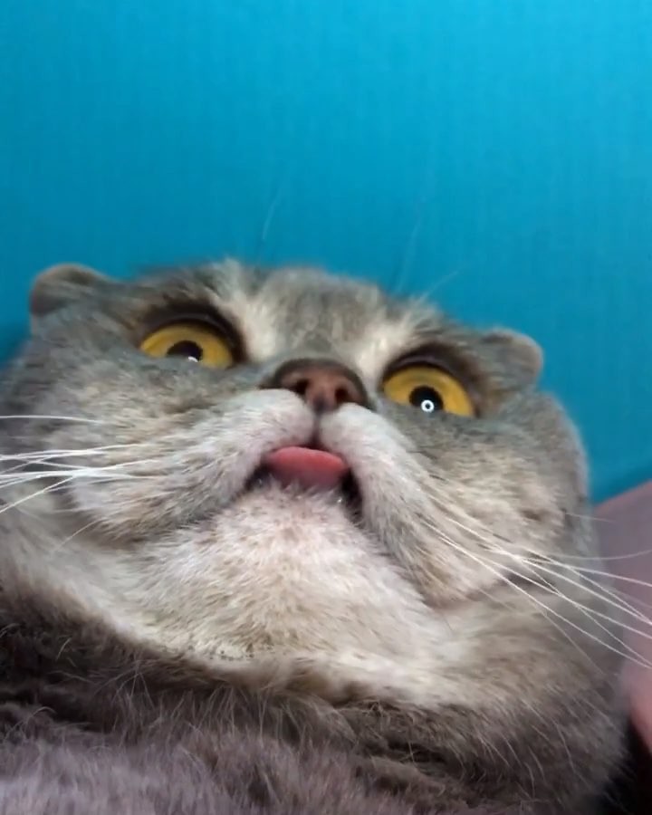 From @melissa_scottish: “When you accidentally open the front camera ” #catsofin...