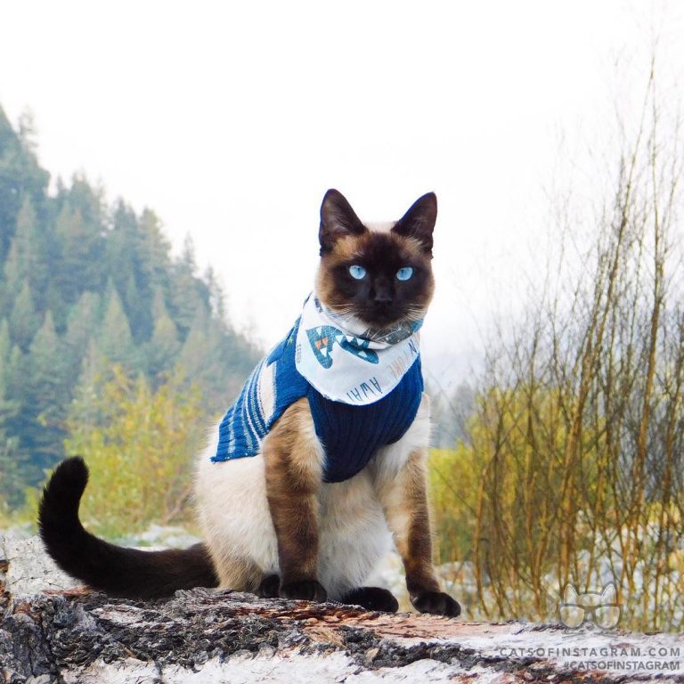 From @_kaithecat: “Colder weather means cozier sweaters ” #catsofinstagram...