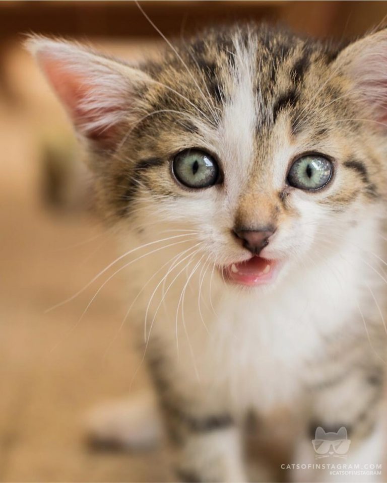 From @blacksunbubble: “Did you say food’s ready!?!” #catsofinstagram...