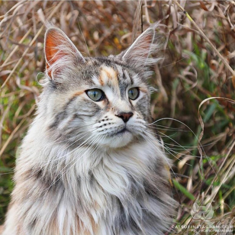 From @fluffyisabell: “I’m an indepentent fierce woman who can deside for herself...
