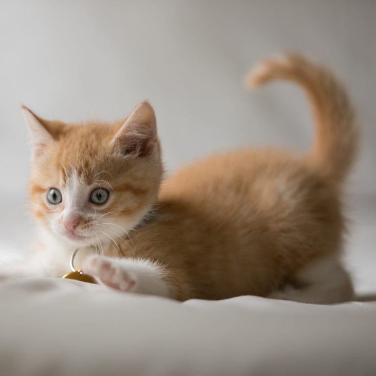 Attention: Story Takeover! The @ASPCA will be taking over our stories all day TO...