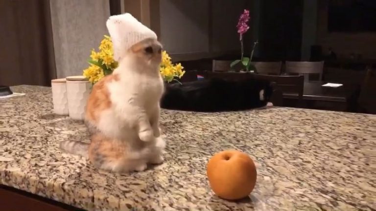 From @Hello_luna_rose: ”They won’t notice me.... wait, what was that?!?” #catsof...