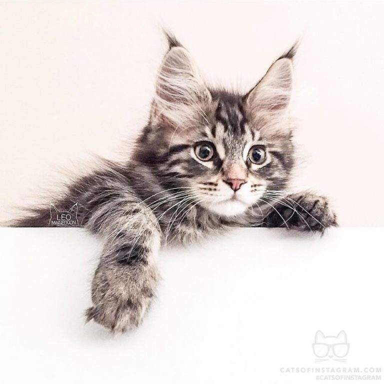From @leo.mainecoon: “hey! what’s hanging? ” #catsofinstagram...