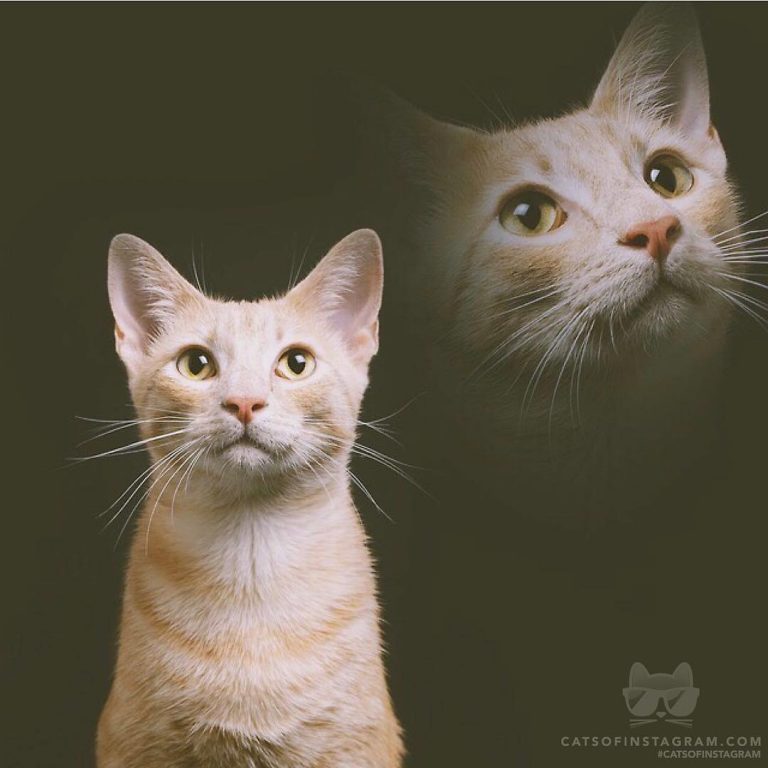 From @zekethered: ““It’ll look cool”, they said. “Dignified and regal”, they sai...