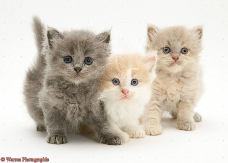trio of fuzzy love