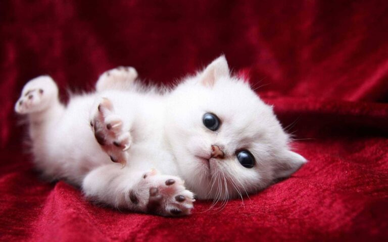 I'm just a fluffy white snowball