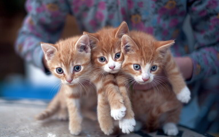a trio of orange tabbies