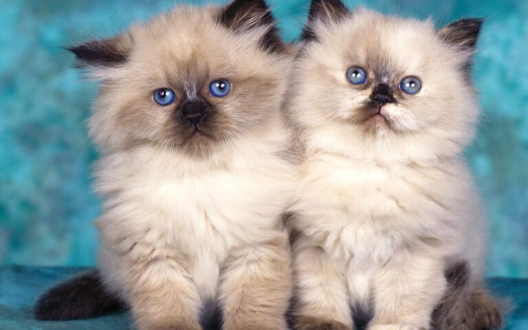 Sweet siamese persian kittens