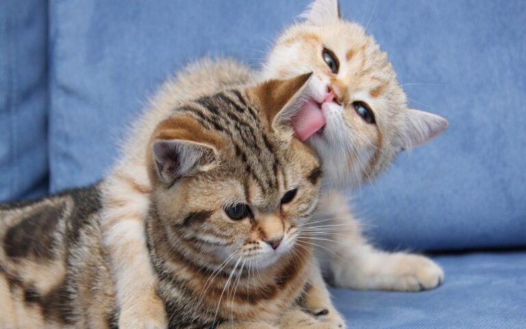Adorable baby kitten having a bath