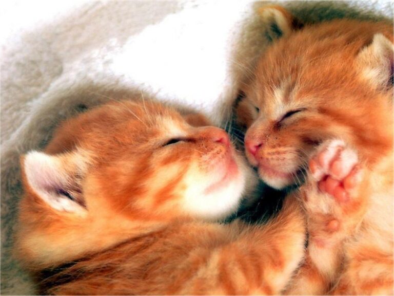 Two orange baby tabby kittens snuggling