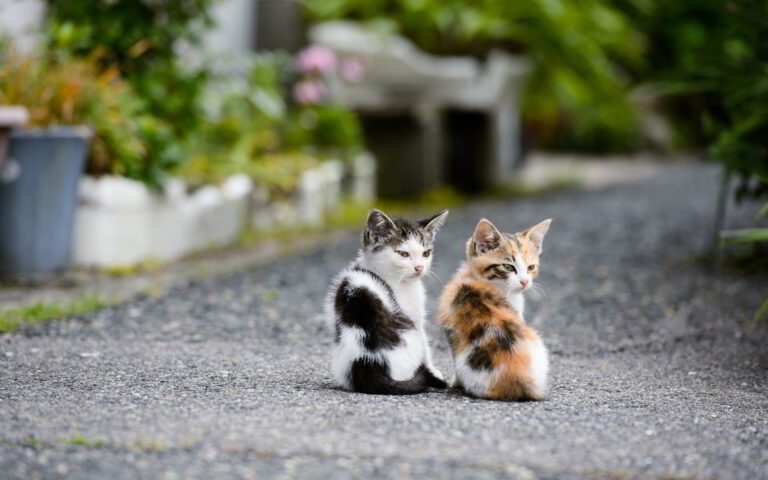 two kittens outside on a path