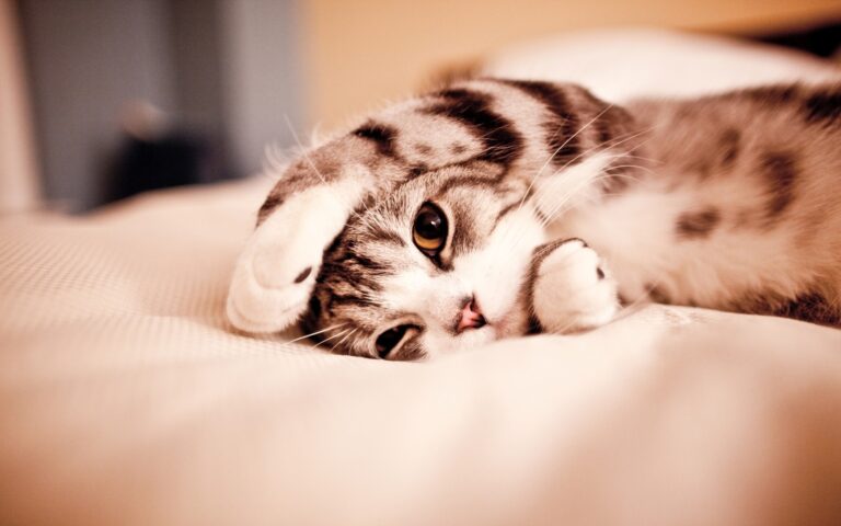 Picture Cute Sleeping Kitten Wallpaper