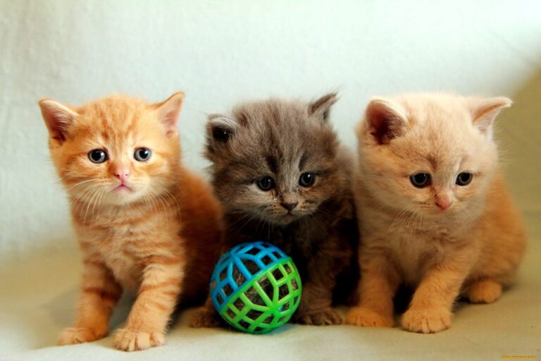 Sweet fuzzy kitten trio