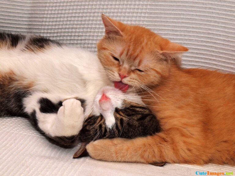 Kitty Bath time!