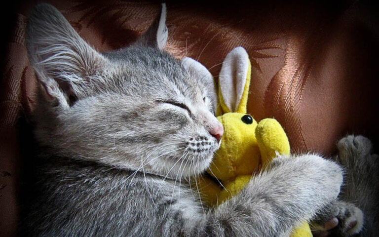 Sweet grey tabby with his bunny